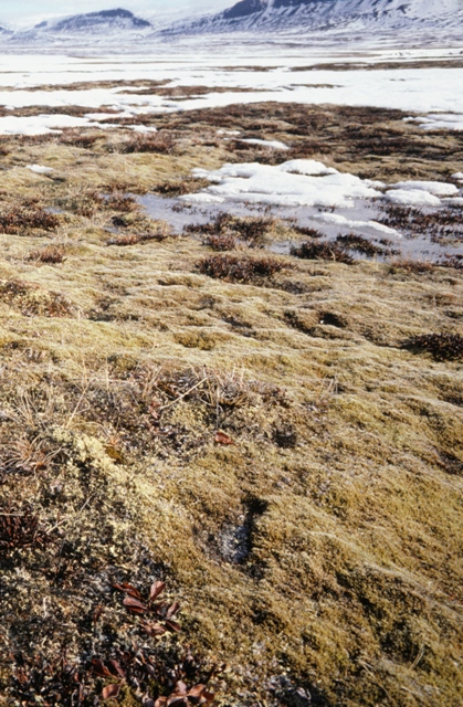 Permafrost in the Arctic, the ground is not always covered with snow (Photo: GettyImages)