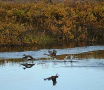(Photo: Arctic Portal) Bird watching in Nunavut by Emilia Fredlund