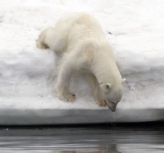 Polar bear in Svalbard [url=http://www.grida.no/photolib/detail/polar-bear-looking-for-whale-cadaver-under-water-svalbard_3da1.aspx](Photo: Peter Prokosch  - Grida.no)[/url]