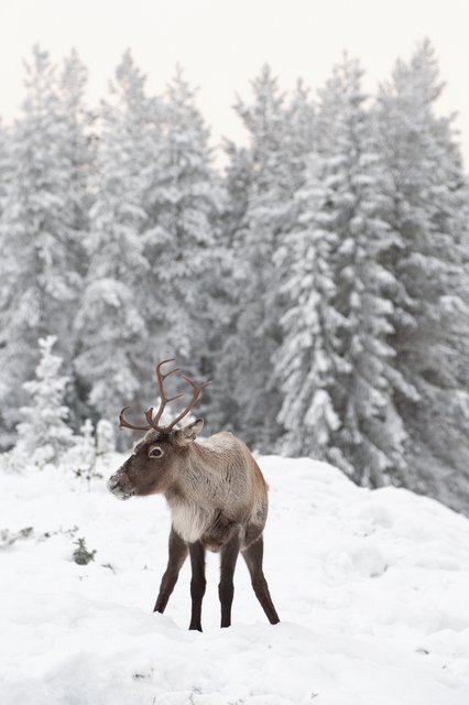 Reindeer herding is an important  activity in Lapland (Photo: GettyImages)