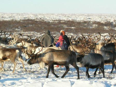 (Photo: Arctic Portal) Traditional Inuit reindeer gather
