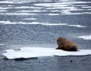 Animals are affeced by climate change, as are people (Photo: GettyImages)
