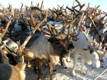 (Photo: Arctic Portal) Migratory reindeer and caribou.